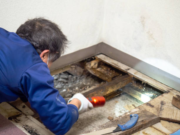 Best Mold Damage Repair  in Hanscom Af, MA