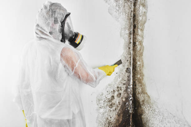 Best Fast Mold Removal  in Hanscom Af, MA