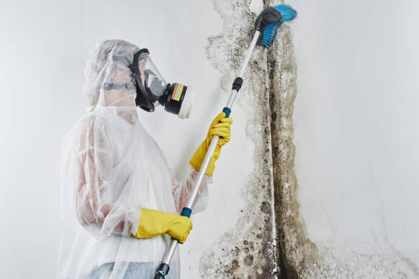 Best Best Mold Removal Companies  in Hanscom Af, MA