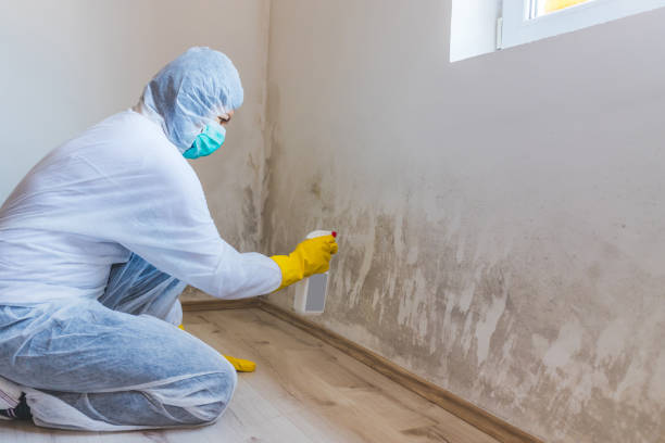 Best Professional Mold Removal  in Hanscom Af, MA