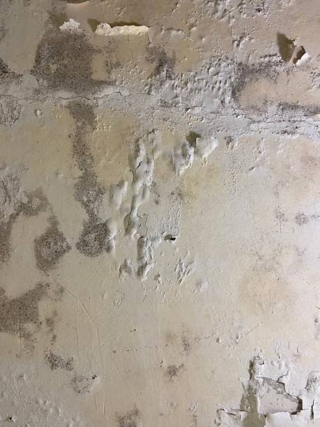 Reliable Hanscom Af, MA Mold Removal Solutions
