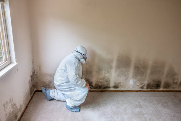 Best Toxic Mold Removal  in Hanscom Af, MA