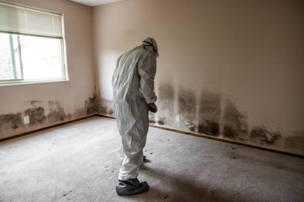 Best Mold Remediation  in Hanscom Af, MA