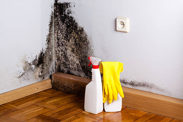 Best Office Mold Removal Services  in Hanscom Af, MA